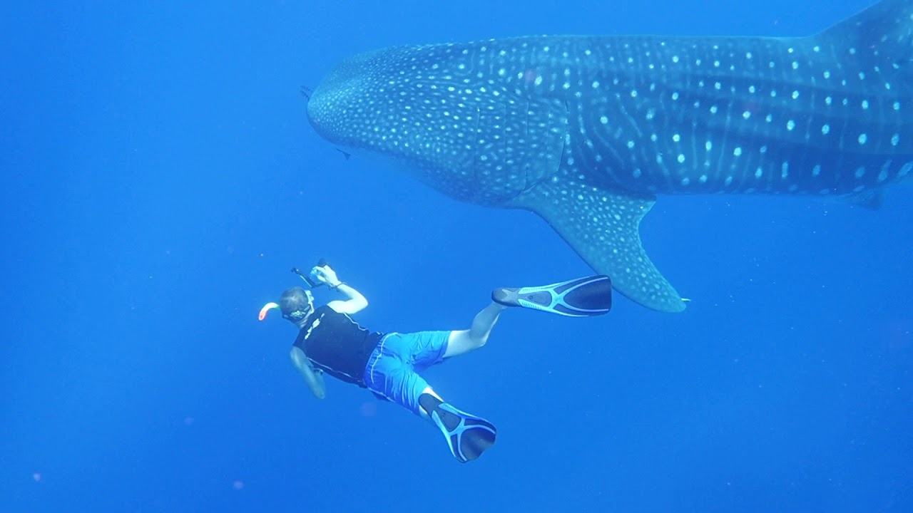 swimming with whales